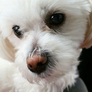 Meet your Posher, Bella